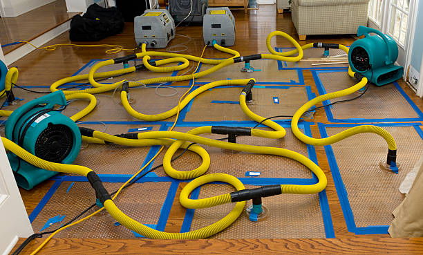 Professional Structural Drying And Dehumidification technician working in New London, MN